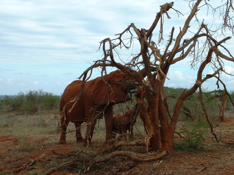 gal/Honeymoon/Tsavo East/DSCF0092.JPG